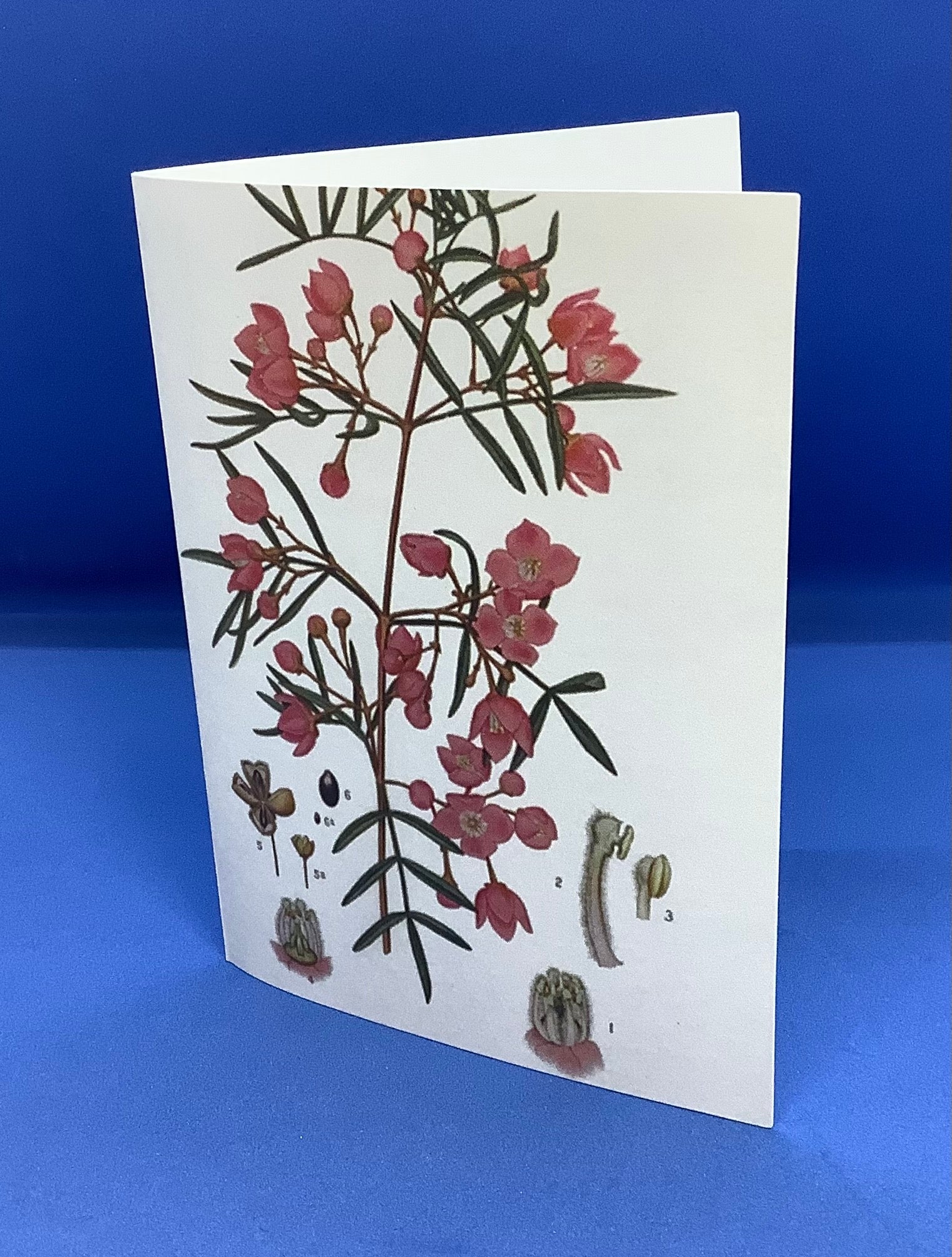 a white greeting card with boronia flowers on the front and blank inside