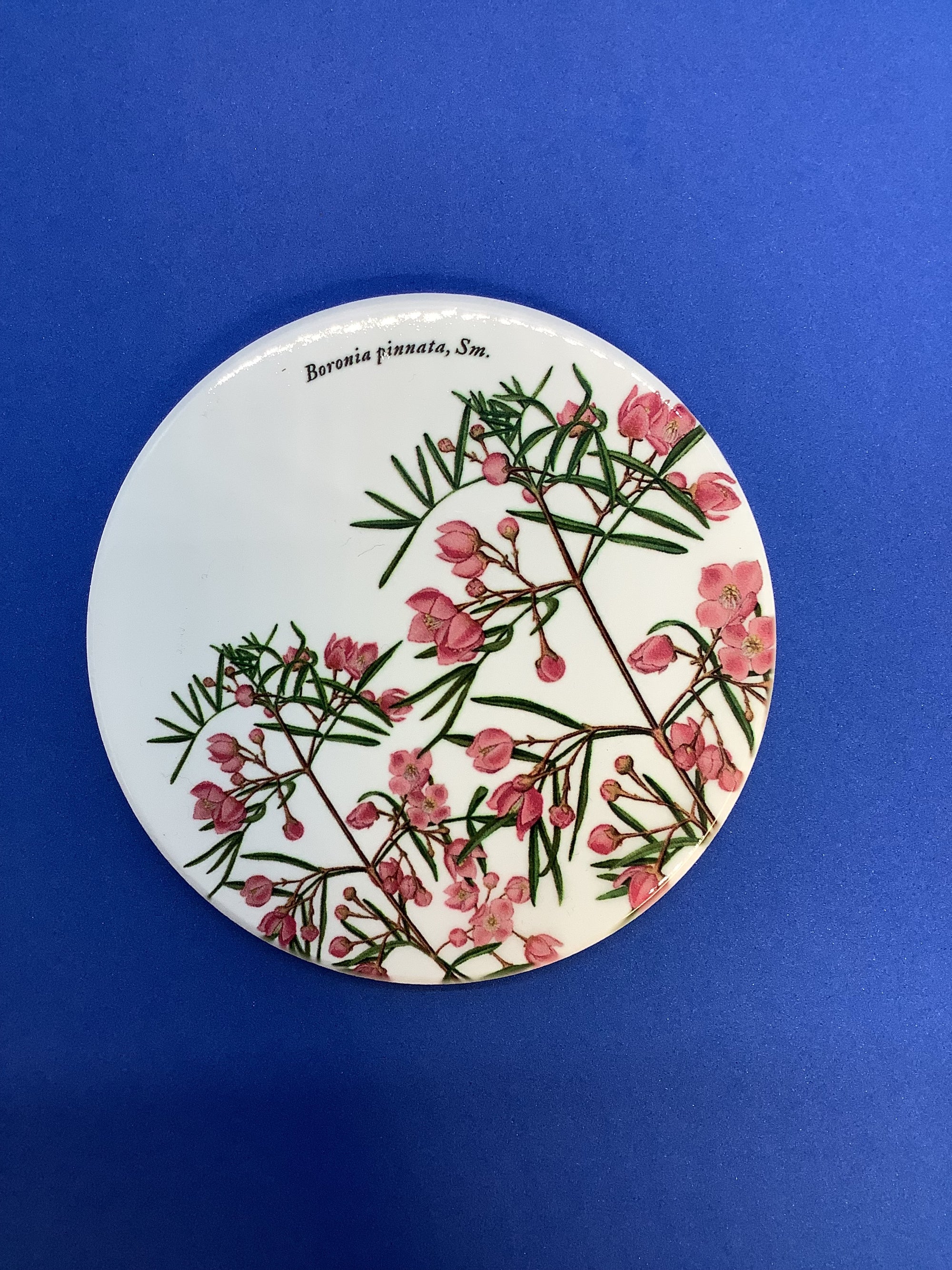 a round white coaster with pink boronia flowers
